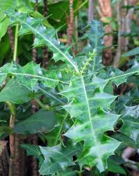 Image result for Acanthus mayaccanus