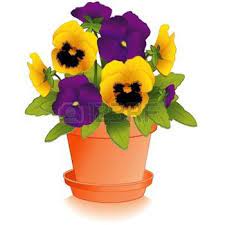 Lavender Pansy Flowers Pansies Flowers Pansies Flower Pots