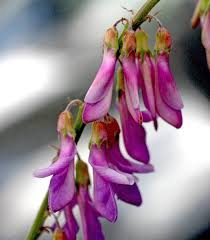 Image result for Hedysarum