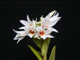 Image result for Rhipidoglossum densiflorum