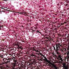 Sakura Cherryblossoms In Bonn Germany Kirschblueten2016