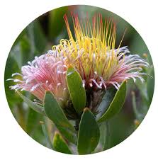 Image result for Leucospermum