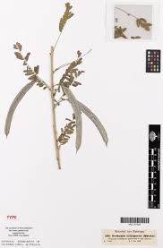 Image result for Sesbania tetraptera