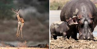Check spelling or type a new query. 11 Best Entries Of 2021 Comedy Wildlife Photography Awards So Far