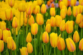 Olanda, tulipani, keukenhof, tulipano, primavera, fiore, lampadina, lampadina paesi bassi, campi di tulipani, fioritura, paesaggio olandese. Tulipani Olandesi Keukenhof E Non Solo Dove Trovare I Piu Belli