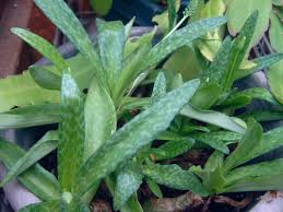 Image result for Ledebouria luteola