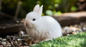 Image result for bunny