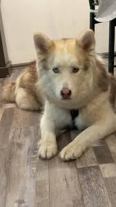 This is Clyde! He is MISSING!! he's my brothers dog and he likes to wonder  up and down the roads of Roger's and Mt Zion. (yes we know he shouldnt) we  haven't