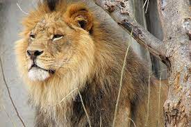 Lion Facts Habitat Behavior Diet Lion Pictures Male Lion Big Cats