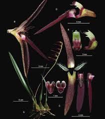 Image result for Bulbophyllum sp. nov
