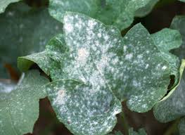 Those dots are the bodies of the woolly aphids. Sprout Home What To Do About White Spots On Plants Huffpost Life