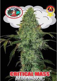 In small doses, this strain will have you feeling creative and calm. Critical Mass Automatic Autoflowering Marijuana Seeds