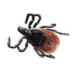  State & Union: Tick awareness critical to avoiding Lyme disease