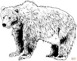 Brown Bear Printable Coloring Pages Bear Coloring Pages Bear Stencil Bear Pictures