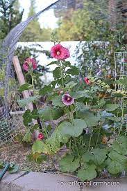 Hollyhocks do not usually bloom the first year from seed unless it is sown early. How To Grow Hollyhocks Flower Patch Farmhouse