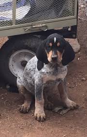Click here to be notified when new bluetick coonhound puppies are listed. Blue Tick Hound Puppy Petfinder