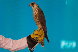 صيد شاهين بحري قرناص وكانت فرحه كبيره جدا لي لأن هذا الشاهين كان بمثل لي تحدي بيع أغلى صقر شاهين في العالم بمزاد في السعودية سعودي يشتري أغلى شاهين فرخ في العالم. Ø£Ø®Ø¨Ø§Ø± 24 ÙÙŠ Ø§Ù„ÙŠÙˆÙ… Ø§Ù„Ø±Ø§Ø¨Ø¹ Ù„Ù…Ø²Ø§Ø¯ Ø§Ù„ØµÙ‚ÙˆØ± Ø¨ÙŠØ¹ Ø´Ø§Ù‡ÙŠÙ† ÙØ±Ø® Ø¨Ù€ 125 Ø£Ù„Ù Ø±ÙŠØ§Ù„