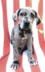 Female yorkie starr is available for a new home. Great Dane Puppy Dog For Sale In Rochester New York