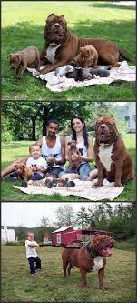 Shorty decided not to give hercules away, and the rest is history! World S Largest Pitbull Hulk Fathers Eight Adorable Puppies Worth Half A Million Dollars Beautiful Dogs Puppies Cute Animals