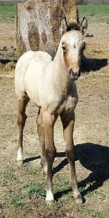 Lace's foals are popular for good reason…they are smart, quick, cowy, stylish. Aqha Top Of The Line Performance Horseclicks Baby Horses Horses Quarter Horse