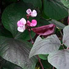Mature dried seeds are edible if thoroughly boiled, changing the water several times. Hyacinth Bean Egyptian Bean Indian Bean Dolichos Lablab My Garden Life
