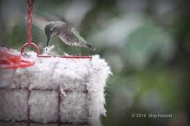 Offering Nesting Material Backyard Bird Shop Backyard Birds Plant Fibres Backyard
