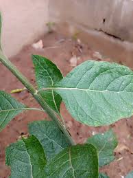 Image result for Vernonia amygdalina