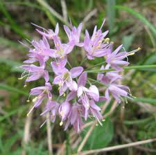 Current facts botanically known as allium canadense, wild onions are known as meadow garlic or wild garlic and are a favorite of foragers. Allium Stellatum Wikipedia