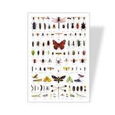 7 Best Bug Identification Images Bug Identification