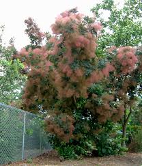 You may also be interested in the following. Cotinus Coggygria Grace Smokebush Sunnyside Gardens