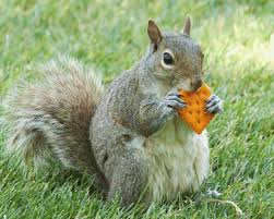 What Do Squirrels Like To Eat Squirrels Feeding Anifa Blog What Do Squirrels Eat Squirrel Food Squirrel