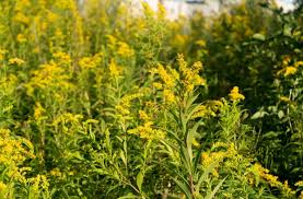 Über 100.000 deutsche übersetzungen von englische wörtern und ausdrücken. Ragweed Images Free Vectors Stock Photos Psd