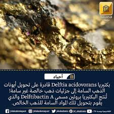 بكتيريا Delftia Acidovorans يمكنها تحويل أيونات الذهب السامة إلى جزئيات ذهب خالصة غير سامة تنتج البكتيريا بروتين مسمى Delftibactin A وا Food Desserts Brownie