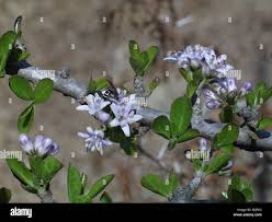 Image result for Ehretia rigida