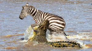 Zebra Horse Zebra Animal Attack Animals