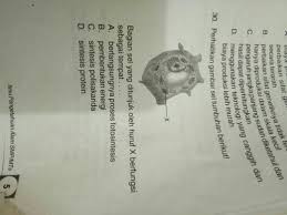 Berlangsungnya Sel Ditunjukkan Oleh Huruf X Berfungsi Sebagai Tempat Brainly Co Id
