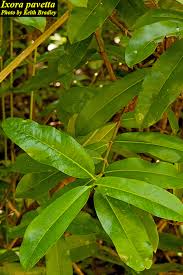 Image result for Pavetta