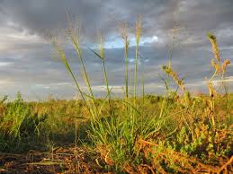 Image result for Sporobolus spicatus