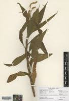 Image result for Persicaria senegalensis