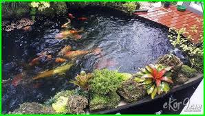 Di sisi lain, menyiapkan lingkungan hidup berupa akuarium yang estetis, akan memberi benefit lebih terhadap hunian. Pancuran Kolam Ikan Hias Jasa Renovasi Kontraktor Rumah Jual Rumah Lahan