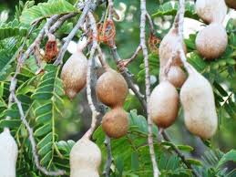 Agence Digitale Web Social Media En France Et Martinique Fruits Exotiques Tamarin Fruit Legume Exotique