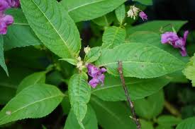 Image result for Desmodium uncinatum