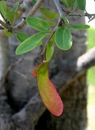 Image result for Securidaca longepedunculata