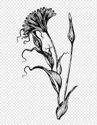 Sunflower art, black and white sketches, original pen and ink drawings, flower sketch art, floral pictures, botanical illustration decor. Botanical Illustration Drawing Ink Pen Sketch Pen Botany Ink Branch Png Pngwing