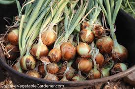 We did not find results for: Creative Vegetable Gardener Storing Your Homegrown Onions For Winter Creative Vegetable Gardener