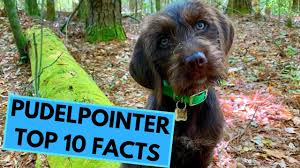 We here at foothill kennel are the recipient of the navhda breeders award for 2013 and 2017. Pudelpointer Top 10 Interesting Facts Youtube