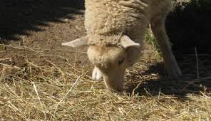 See animal petting zoo stock images. Animal Farm Petting Zoo Manorville Ny 11949