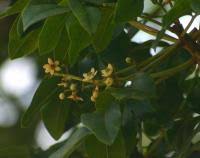 Image result for Ekebergia capensis