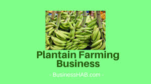 Image result for Plantain Farming