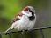 Image of How many years does a sparrow live?